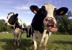 Create meme: muzzle cow, cow cow, cow