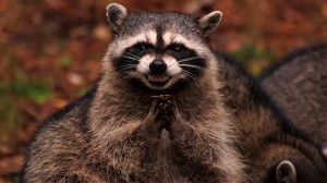 Create meme: raccoon, evil raccoon, evil raccoon good
