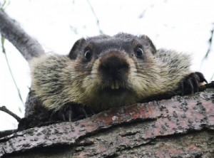 Create meme: beavers good, beaver, beaver