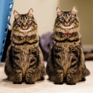 Create meme: kitten, kitties, two cats pictures