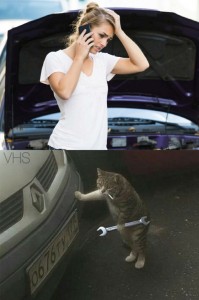 Create meme: cat, cat repairs car, the girl car broke down