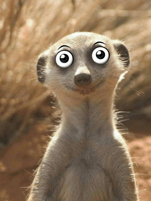 Create meme: meerkat , angry meerkat, funny meerkat