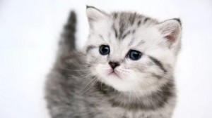 Создать мем: картинки милые котенки, красивые картинки котят, картинки милых котиков