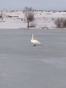 Create meme: bird Swan, Swan mute, swans on the lake
