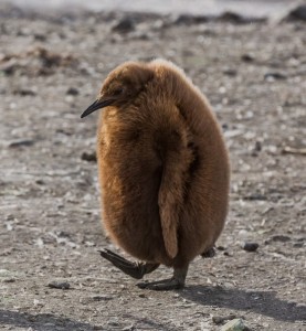 Create meme: brown furry penguins, the face of a king penguin chick, brown penguin