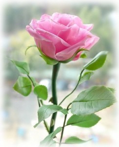 Create meme: rose flowers beautiful, pink roses