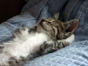 Создать мем: сонный котенок, кошка, котики спят смешные