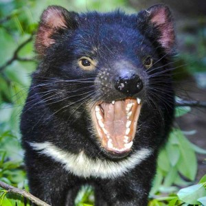Create meme: Tasmanian devil
