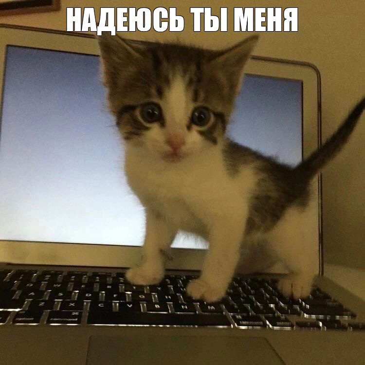 Create meme: the sweetest cat, a cat with a computer, cat 