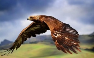 Create meme: the flight of a bird, golden eagle, eagle leteo higher and in front of