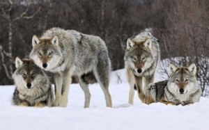 Create meme: grey wolf, a pack of wolves is a kind, wolf pack