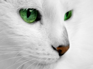 Создать мем: бел, кот с белыми глазами страшный, кошка в доме