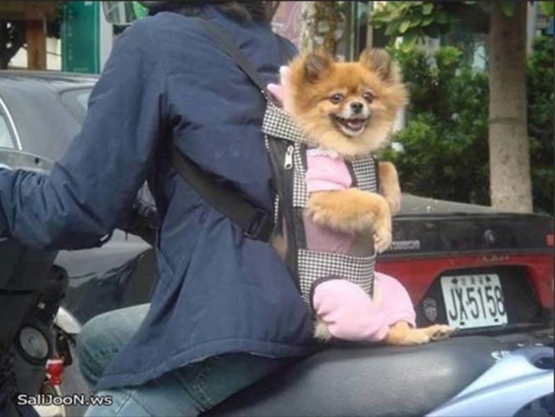 Create meme: dog Spitz, Spitz Pomeranian, Pomeranian Pomeranian in the car