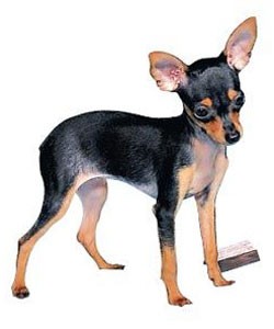 Create meme: toy terrier, pinscher, puppies toy Terrier