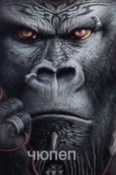 Create meme: gorilla king Kong, angry gorilla, gorilla gorilla