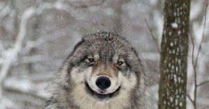 Create meme: wolf proud, wolf, the wolf smiles