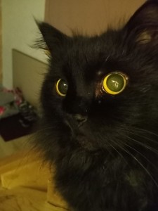 Create meme: funny black cat, beautiful black cat, black cat