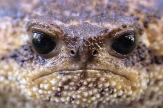 Create meme: toad eyes, frog african narrowcut, south african narrow - necked frog