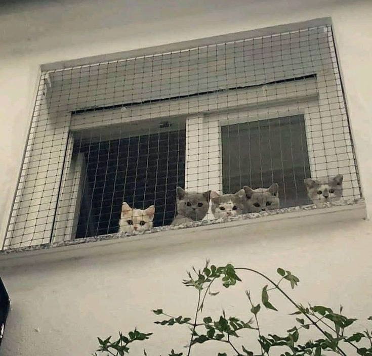 Создать мем: кошка на окне, сетка на балкон для кошек, кот на балконе