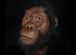 Создать мем: австралопитек африканский, australopithecus anamensis, австралопитек