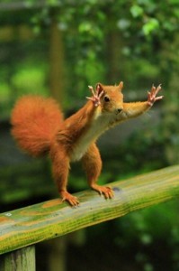 Create meme: proteins, squirrel funny pictures with captions, protein