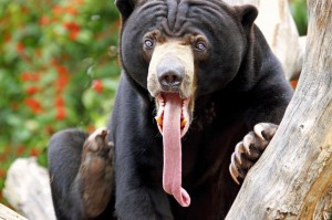 Create meme: Medved with his tongue hanging out, scary bear, animals showing tongue funny pictures