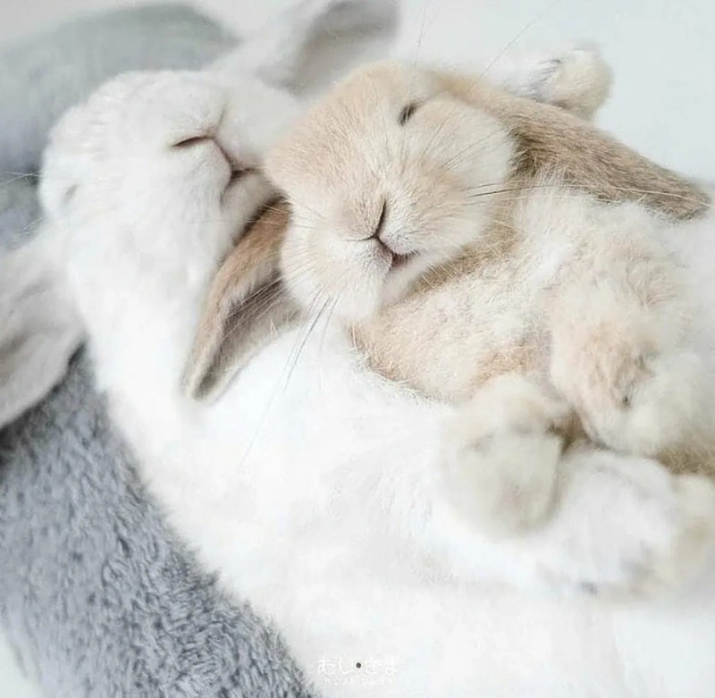 Создать мем: милый кролик, сонный зайчик, сонный кролик
