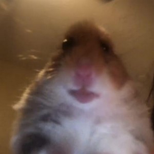 Create meme: fun with hamsters, hamster selfie, funny hamster