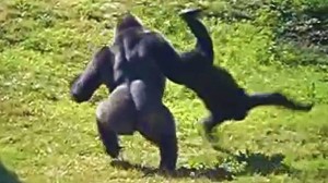 Create meme: goril, gorilla, gorilla vs human fight