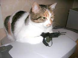 Create meme: cat with a gun