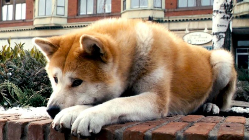 Create meme: the breed of the dog Hachiko, akita inu, Akita inu Hachiko 