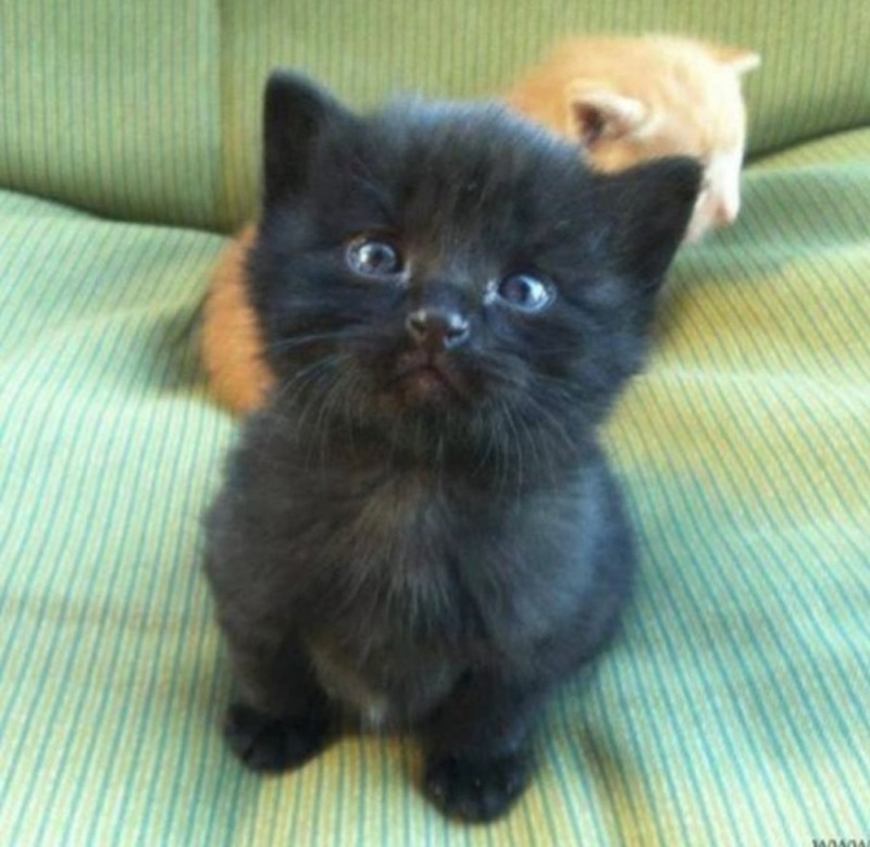 Create meme: black little kitten, cute black cats, cute black kittens