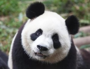 Создать мем: панда портрет, панда, panda
