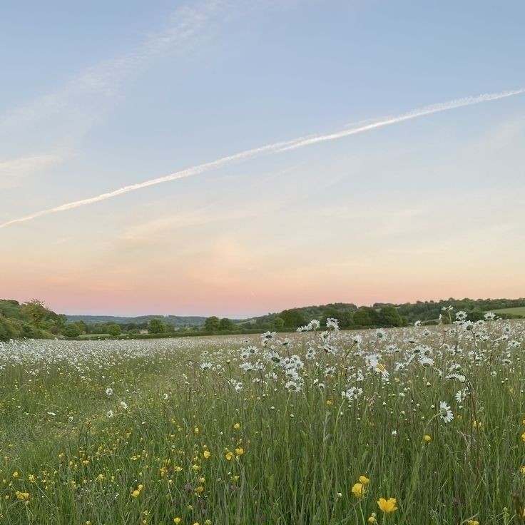 Create meme: chamomile field, morning landscape, meadow 