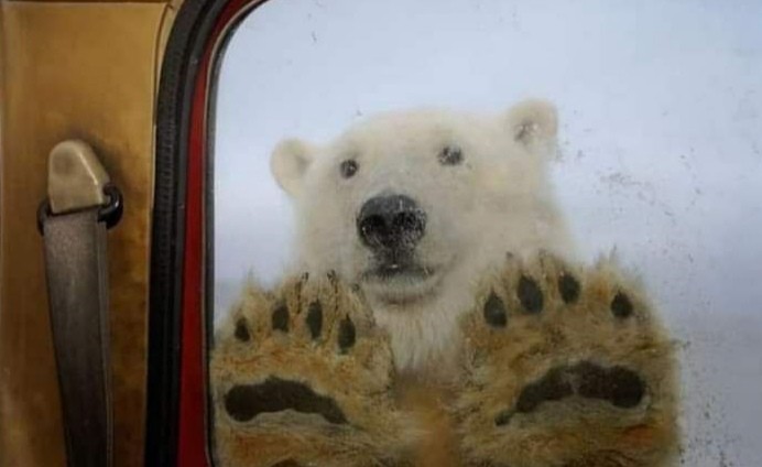 Create meme: polar bear, polar bears, bear animal