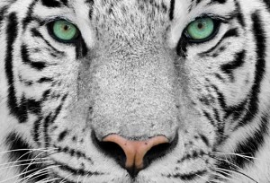 Создать мем: тигр, белый тигр морда арт, красивый тигр