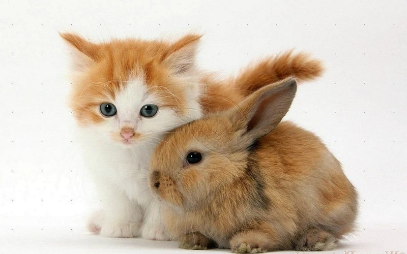 Create meme: rabbit , rabbit cute, two rabbits