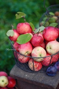 Create meme: Apple harvest, Apple