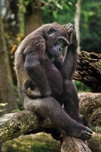 Create meme: monkey animals, gorilla male, monkey thinks