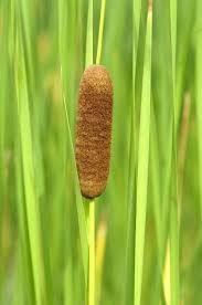 Создать мем: камыш растение, рогоз узколистный (typha angustifolia), рогоз лаксмана