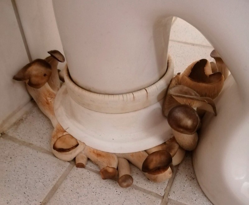 Create meme: mushrooms on the toilet, mushroom podunitaznik, mushrooms from the toilet bowl