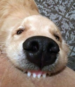 Create meme: the dog's nose close up, cute dogs, funny dog