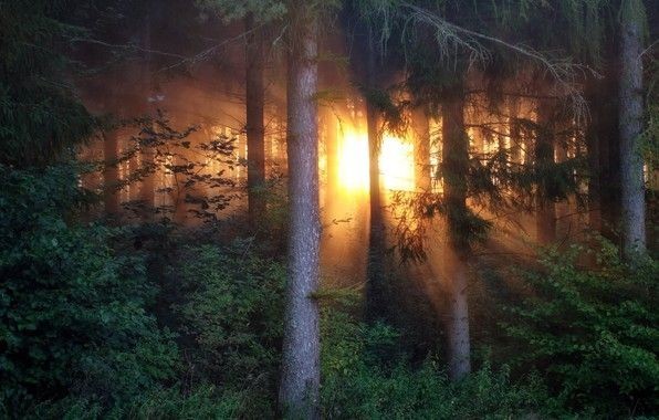 Create meme: sun in the forest, light in the forest, sunset in the forest