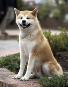Create meme: Hachiko dog breed