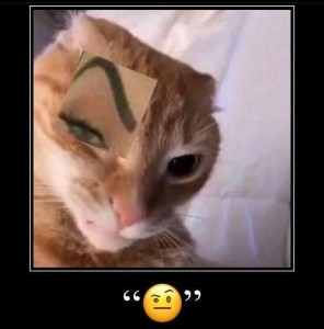 Create meme: cat, domestic cats, cat