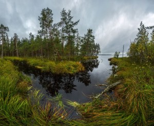 Create meme: swamp, nature, beautiful landscape