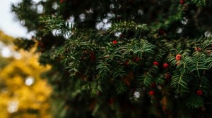 Create meme: yew tree, yew Wallpaper, beautiful berries tis