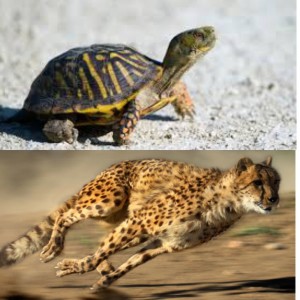 Create meme: turtle and tortoise difference, box turtles, Animal