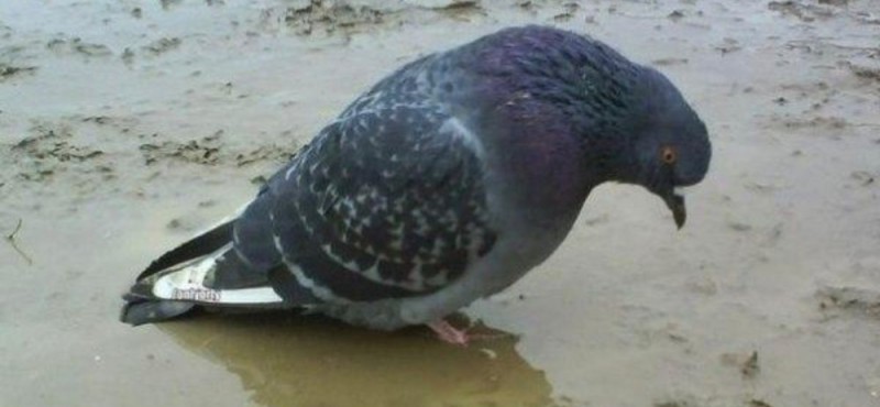 Create meme: blue pigeon, dove , bird dove