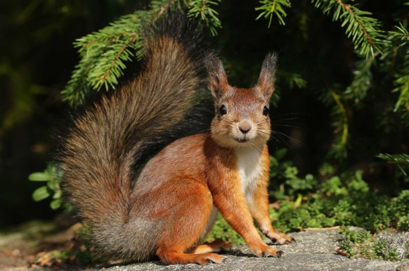 Create meme: squirrel in the forest, squirrel forest, common squirrel squirrel